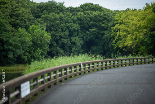 the road to the forest