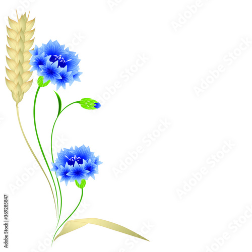 Floral background with wheat ears and blue cornflowers.