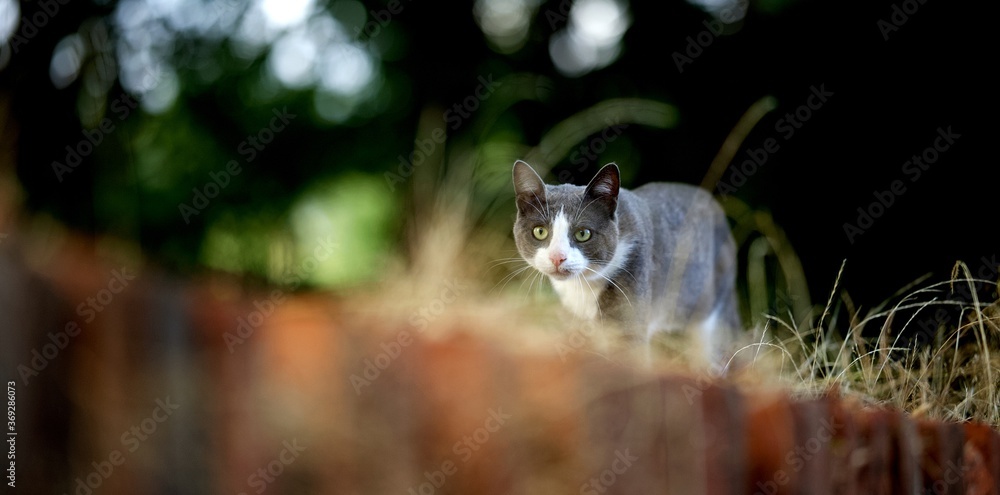 Fototapeta premium Chat gris