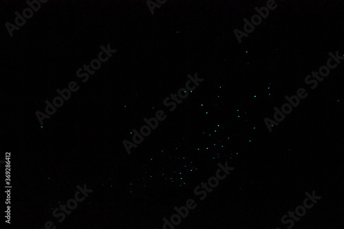 Waitomo caves worms. Fleble lights in the dark © jovannig