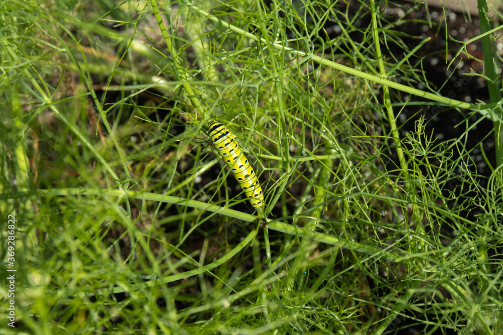 Large green caterpillar with black and yellow strips is Eastern Black Swallowtail butterfly in larval state before transformation in chrysalis feeding on fresh green fennel in garden. Large green caterpillar with black and yellow strips is Eastern Black Swallowtail butterfly in larval state before transformation in chrysalis feeding on fresh green fennel in garden.