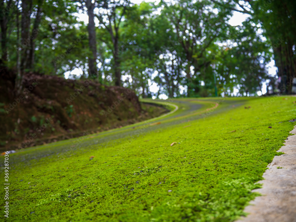 road in the forest