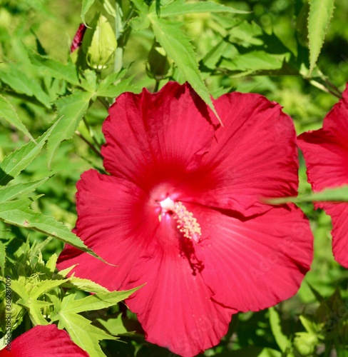 A close view of the bright red hibiscus flower in the garden.