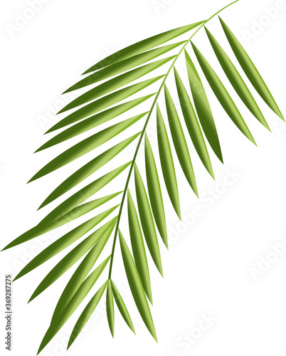 palm leaf vector. isolated