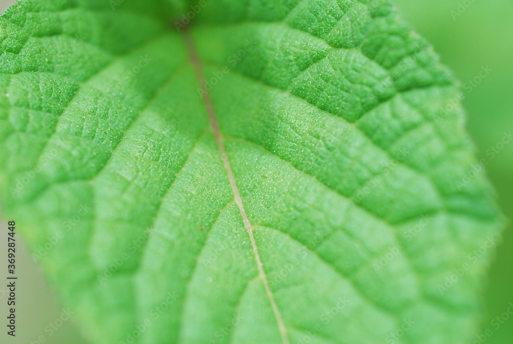 Characteristics of leaf veins (Pinnately netted venation) Characteristics of leaf veins (Pinnately netted venation)