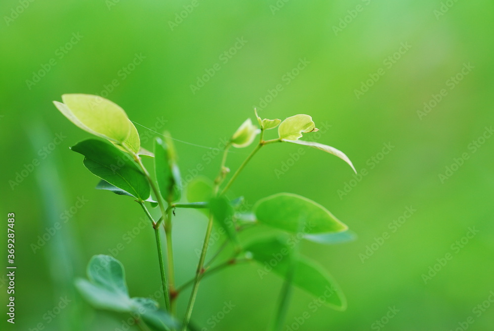 Leaf background picture Leaf background picture