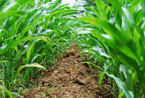 Soil plowing between corn troughs.