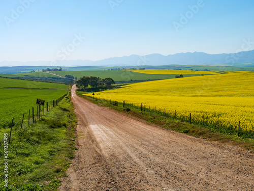 Canola fields with the Riviersonderend Mountains in the background. Near Riviersonderend. Western Cape. South Africa photo