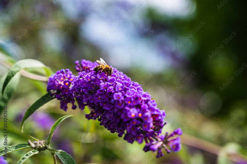 A selective focus shot of a honey bee collecting pollen on blooming purple Buddleja