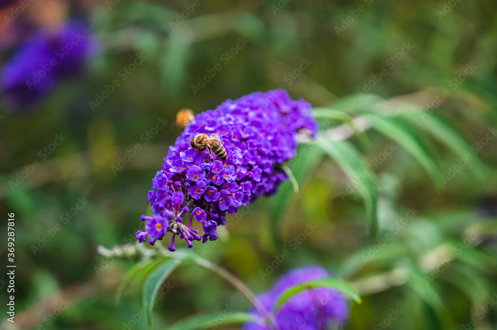 A selective focus shot of a honey bee collecting pollen on blooming purple Buddleja A selective focus shot of a honey bee collecting pollen on blooming purple Buddleja