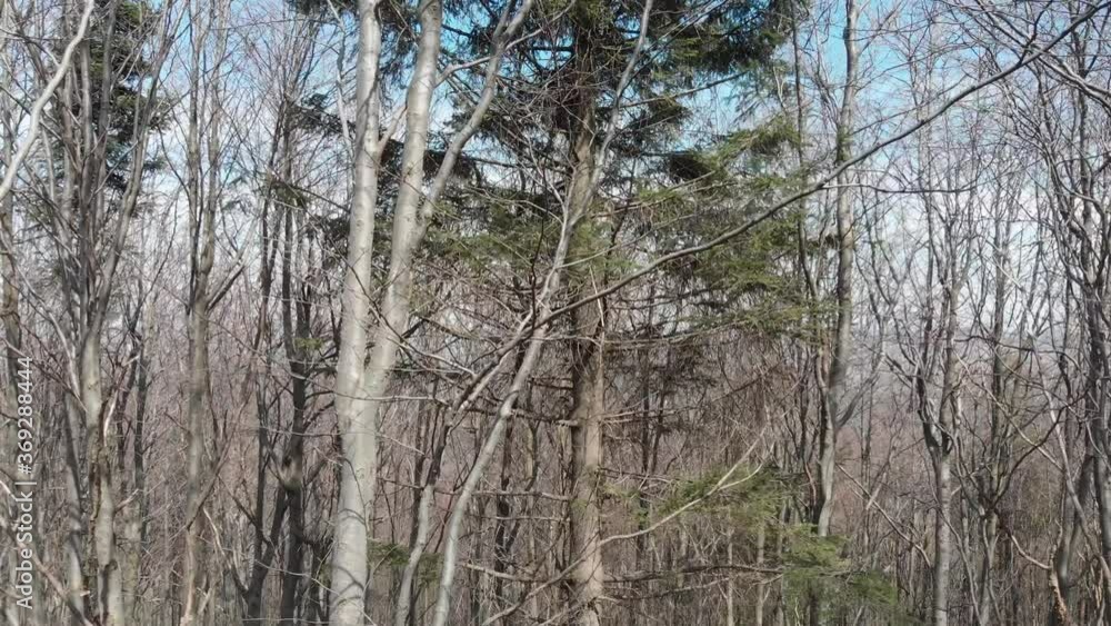 Landing to Makowica Mount over trees in Beskids Mountains in early spring Landing to Makowica Mount over trees in Beskids Mountains in early spring