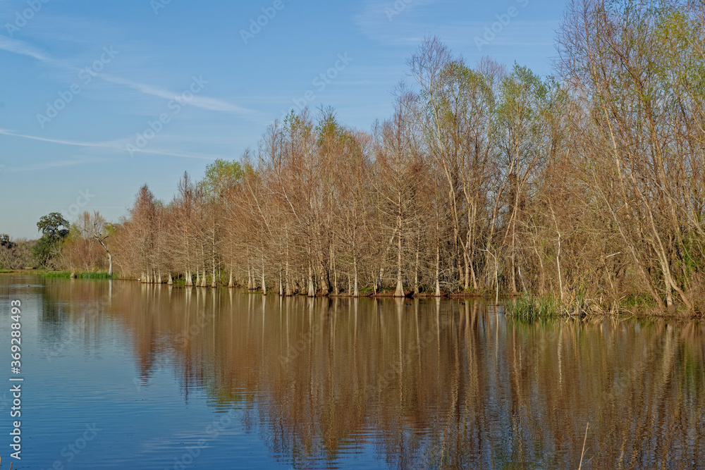 Trees and Undergrowth on a central bank within Creekfield Lake in the Brazos Bend State Park on a sunny day in March. Trees and Undergrowth on a central bank within Creekfield Lake in the Brazos Bend State Park on a sunny day in March.