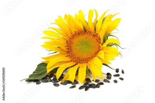 Fototapeta Naklejka Na Ścianę i Meble -  Sunflower and seeds isolated on white background