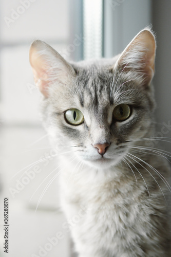 Close-up portrait of a beautiful gray cat with yellow eyes. A domestic cat sits on the windowsill and watches what is happening. Image for veterinary clinics, sites about cats, for cat food.