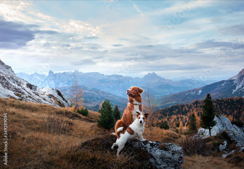 Canvas Print two small and big dogs at autumn Mountain