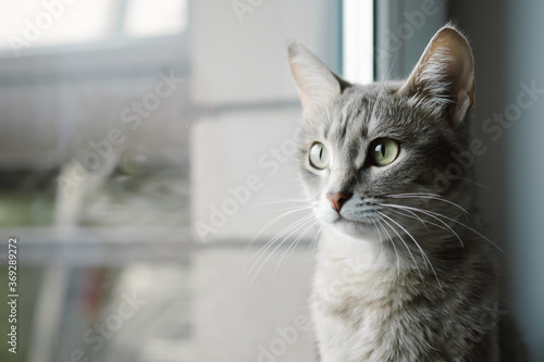 Fototapeta Naklejka Na Ścianę i Meble -  Close-up portrait of a beautiful gray cat with yellow eyes. A domestic cat sits on the windowsill and watches what is happening. Image for veterinary clinics, sites about cats, for cat food.