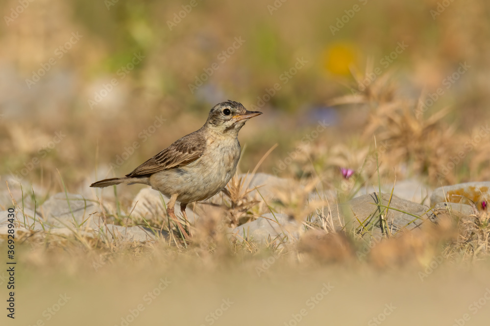 Tawny pipit (Anthus campestris) sitting in the grass on a rocky meadow. Small brown songbird with a stripe on its head in its habitat in evening orange light. Wildlife scene from nature. Croatia