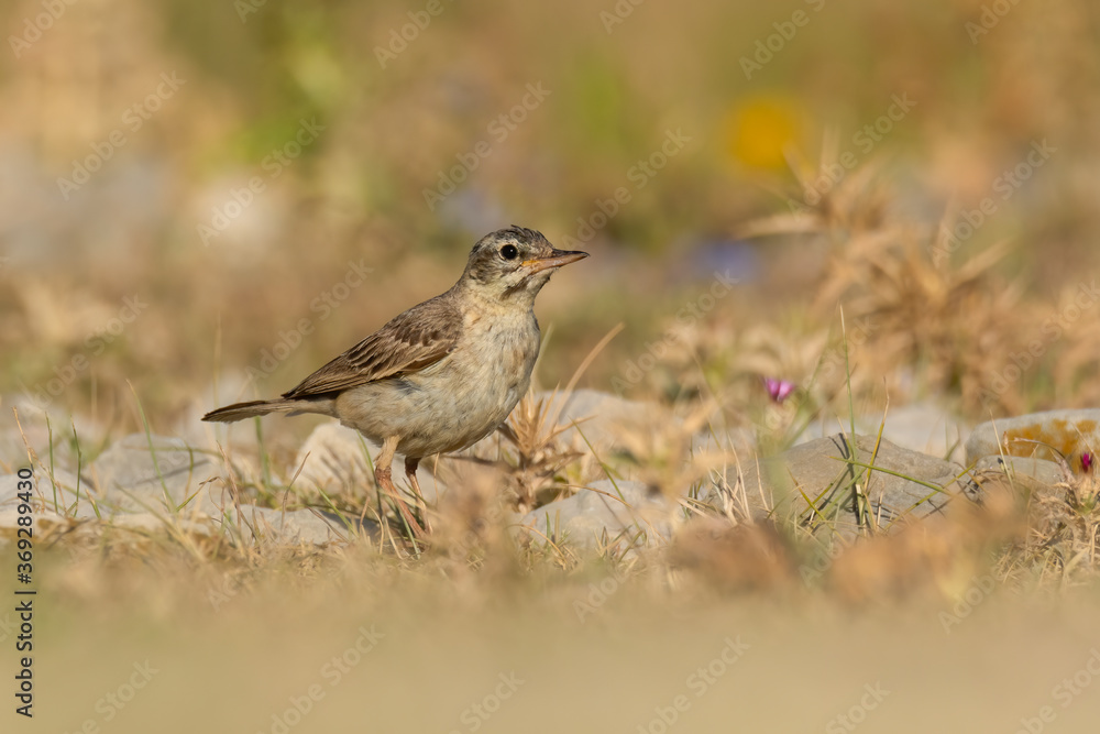 Tawny pipit (Anthus campestris) sitting in the grass on a rocky meadow. Small brown songbird with a stripe on its head in its habitat in evening orange light. Wildlife scene from nature. Croatia Tawny pipit (Anthus campestris) sitting in the grass on a rocky meadow. Small brown songbird with a stripe on its head in its habitat in evening orange light. Wildlife scene from nature. Croatia
