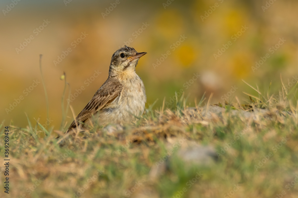 Tawny pipit (Anthus campestris) sitting in the grass on a rocky meadow. Small brown songbird with a stripe on its head in its habitat in evening orange light. Wildlife scene from nature. Croatia Tawny pipit (Anthus campestris) sitting in the grass on a rocky meadow. Small brown songbird with a stripe on its head in its habitat in evening orange light. Wildlife scene from nature. Croatia