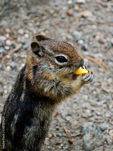 chipmunk eating