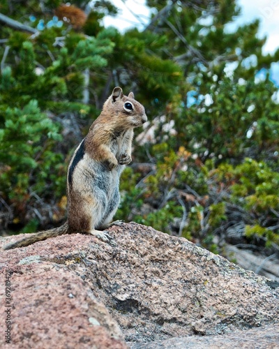 chipmunk standing on rock