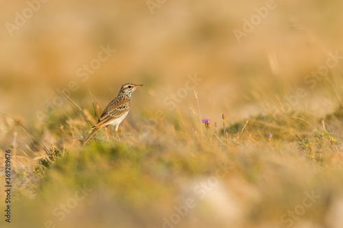Tawny pipit (Anthus campestris) sitting in the grass on a rocky meadow. Small brown songbird with a stripe on its head in its habitat in evening orange light. Wildlife scene from nature. Croatia