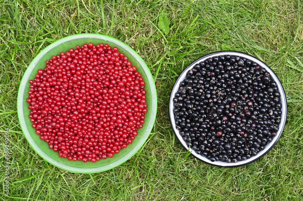 a bowl of red and black currants on the grass a bowl of red and black currants on the grass