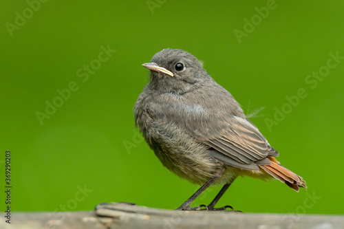 Black redstart (Phoenicurus ochruros) sitting on a plank. Detailed portrait of a juvenile brown songbird with orange tail with soft green background. Wildlife scene from nature. Czech Republic