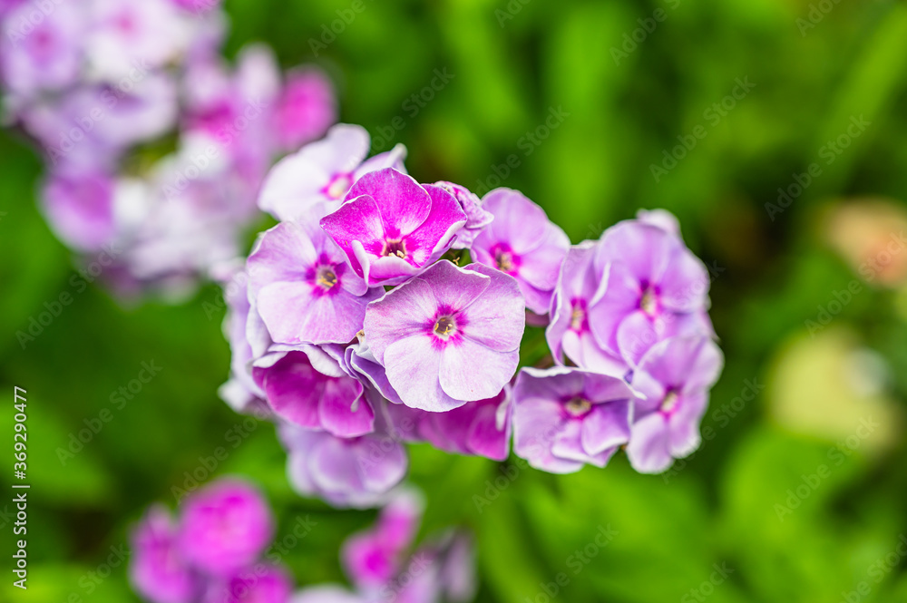 A selective focus shot of purple Phlox paniculata flowers A selective focus shot of purple Phlox paniculata flowers