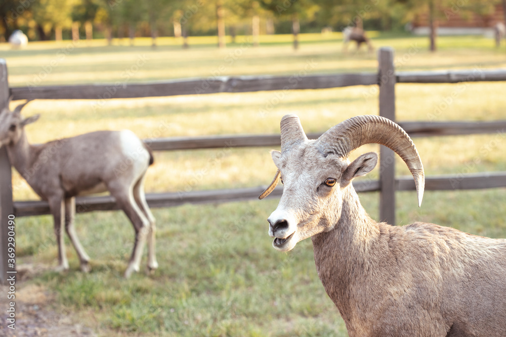 Obraz premium Big horn sheep up close 