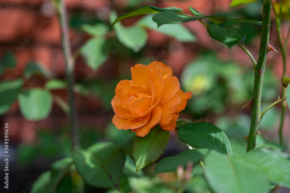 A selective focus shot of an orange rose
