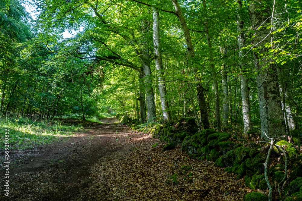 muret de pierres couvert de mousse le long d'un chemin en forêt muret de pierres couvert de mousse le long d'un chemin en forêt