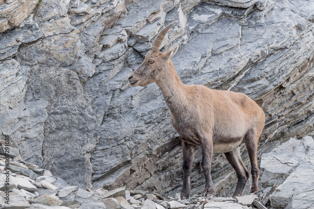 Beautiful and detailed portrait of Alpine ibex female (Capra ibex) Beautiful and detailed portrait of Alpine ibex female (Capra ibex)