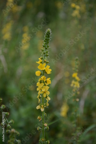 Common agrimony (Agrimonia eupatoria).Medicinal plant:Agrimonia eupatoria. Common agrimony