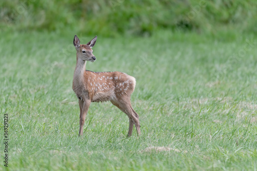 All the beauty of young deer  Cervus elaphus 