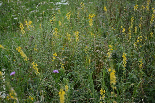 Common agrimony (Agrimonia eupatoria).Medicinal plant:Agrimonia eupatoria. Common agrimony