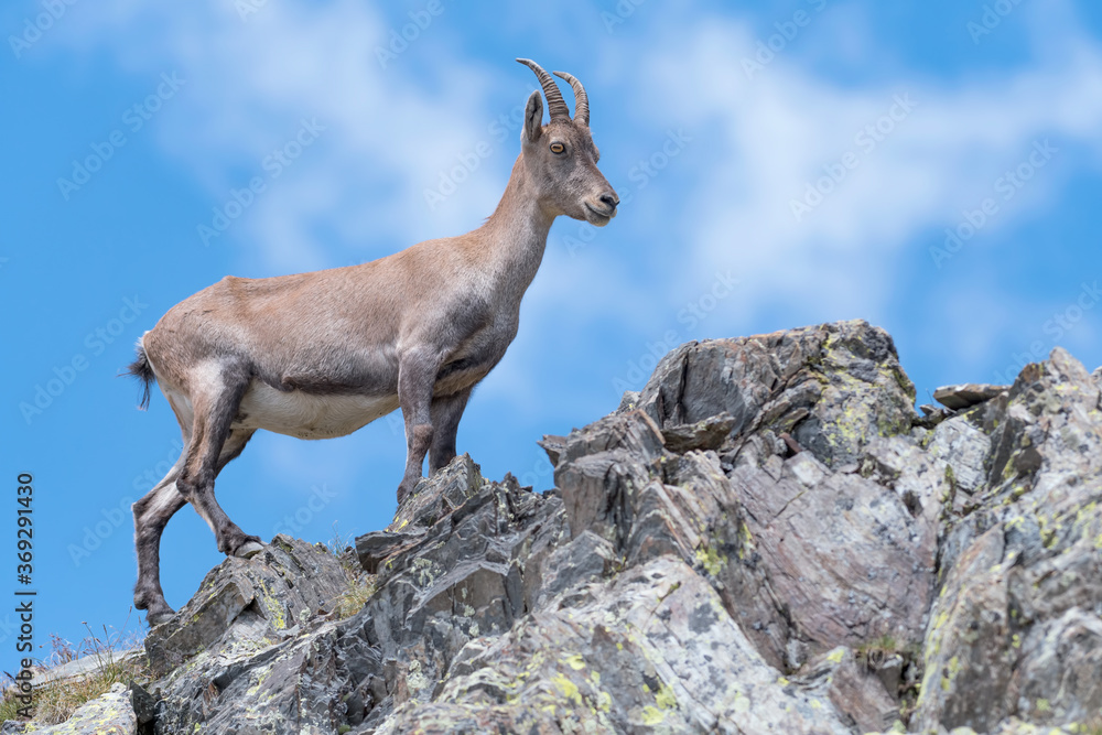 All the elegance of Alpine ibex female with sky on background (Capra ibex)