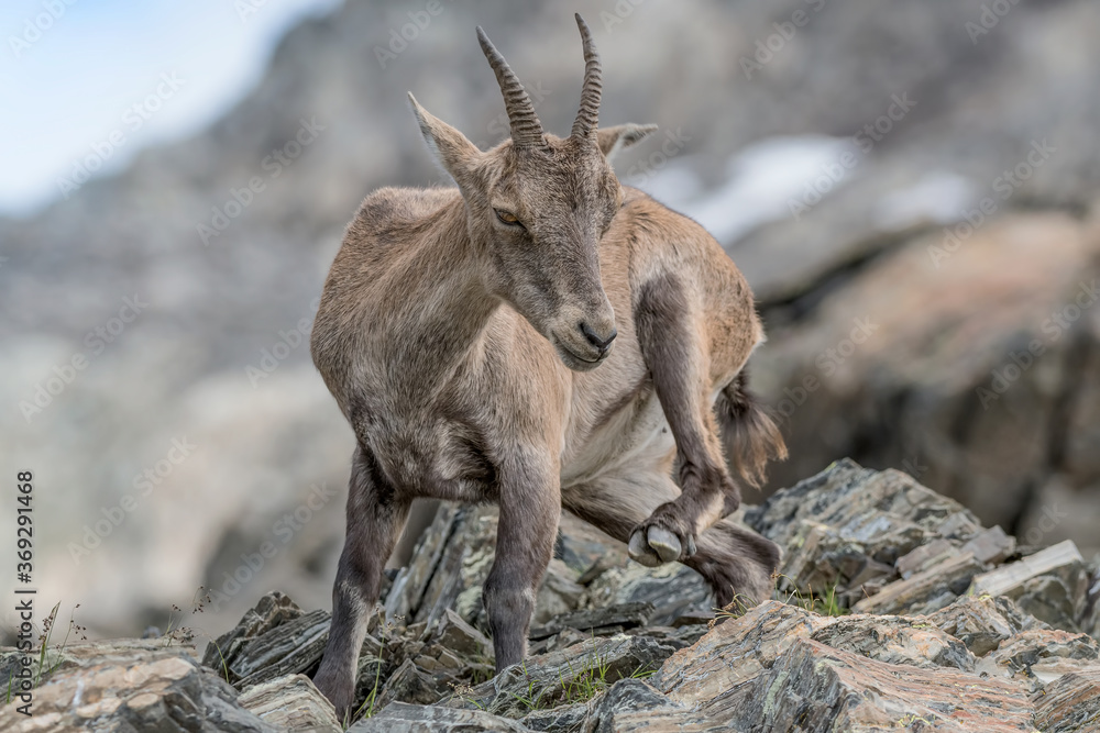 General clean for the Alpine ibex female (Capra ibex) General clean for the Alpine ibex female (Capra ibex)