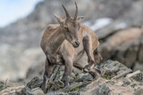 General clean for the Alpine ibex female (Capra ibex)