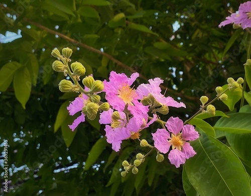 Purple tropical flowers of Bungor. photo