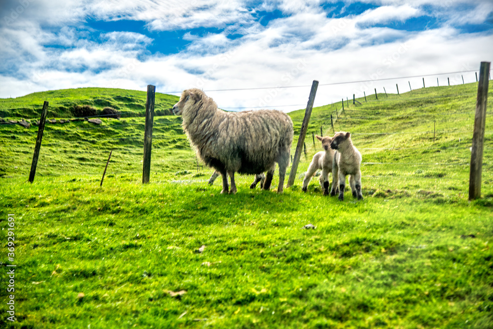 Obraz premium Sheeps on a meadow in New Zealand
