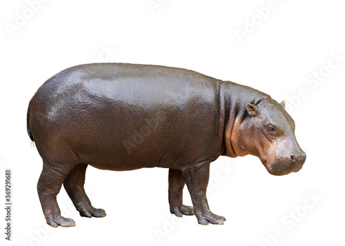 Young Hippopotamus on white background.