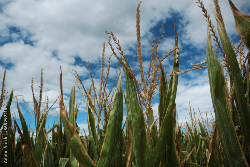 Campo di mais, piante fiorite sotto un cielo azzurro con nuvole