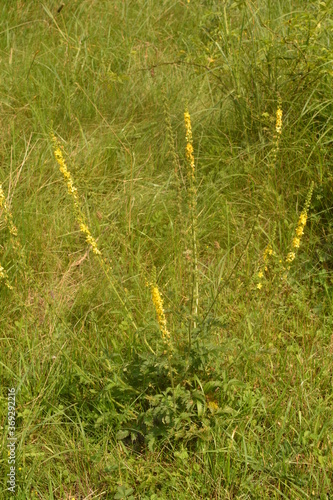 Common agrimony (Agrimonia eupatoria).Medicinal plant:Agrimonia eupatoria. Common agrimony