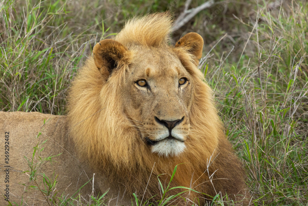 Male Lion in Hlane National Park, Lubombo Province, Eswatini, southern africa Male Lion in Hlane National Park, Lubombo Province, Eswatini, southern africa