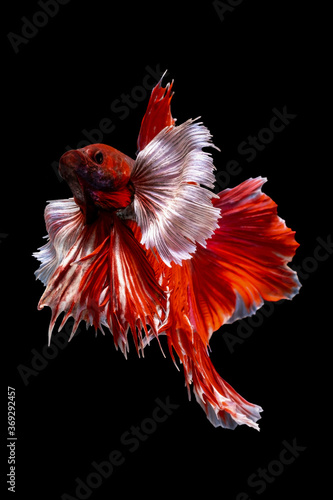 Betta Siamese fighting fish, Rhythmic of betta fish (Halfmoon red elephant ears) isolated on black background. Swimming and show an attractive body. Moving and dancing concept.