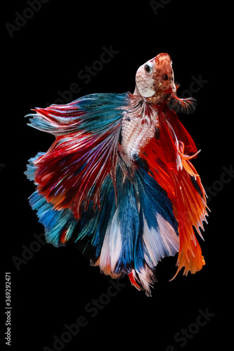 Betta Siamese fighting fish, Rhythmic of betta fish (Halfmoon colorful) isolated on black background. Swimming and show an attractive body. Moving and dancing concept.