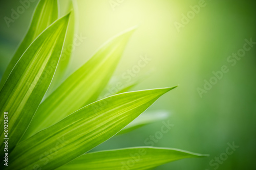 Concept nature view of green leaf on blurred greenery background in garden and sunlight with copy space using as background natural green plants landscape, ecology, fresh wallpaper concept.