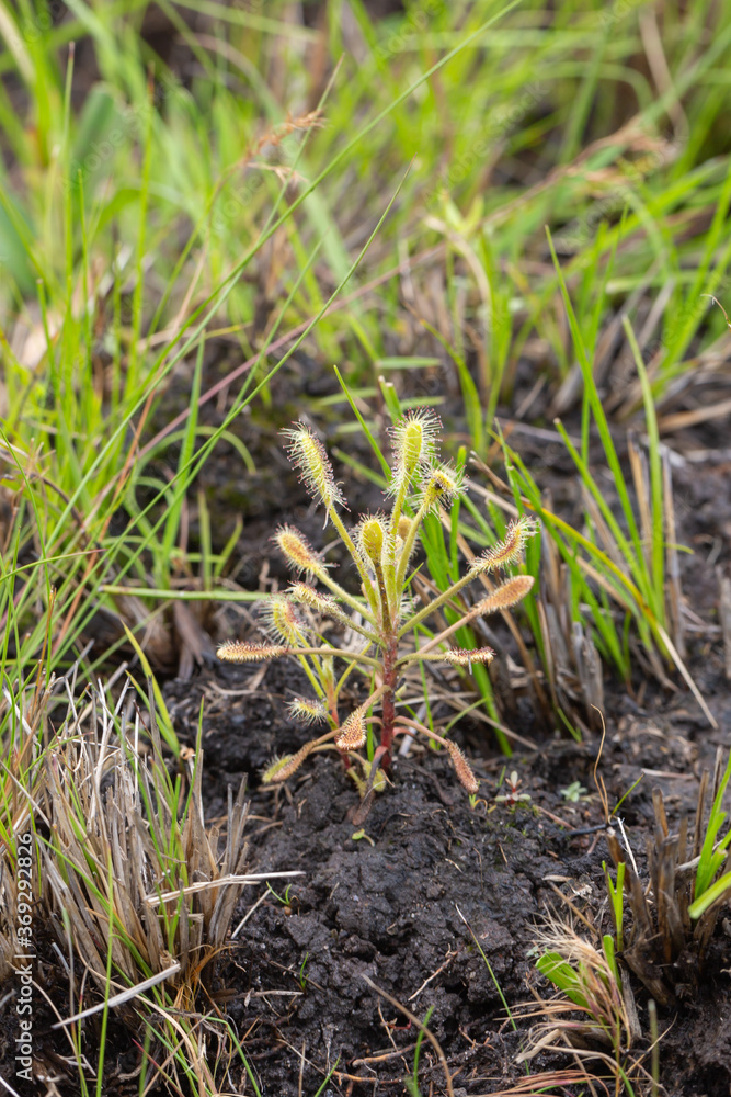 Drosera curvipes close to the the Mkhondvo River, Mahamba, Shiselweni, Eswatini, southern Africa Drosera curvipes close to the the Mkhondvo River, Mahamba, Shiselweni, Eswatini, southern Africa