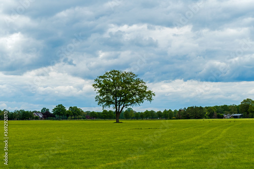 Landscape with meadow and large oak tree near Almelo, Netherlands 